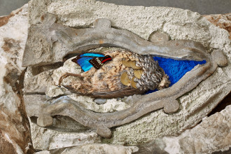 AVR rinascimento 821 