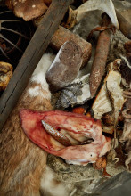 AVR Rinascimento 646 f