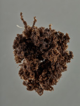 JensRisch 062015 015