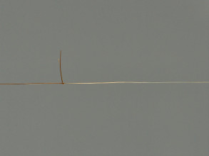 Haar ungeknotet 20008