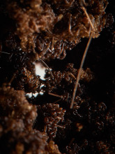 JensRisch Haarstueck Detail 021